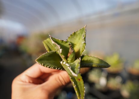 agave titanota white fire　白火焔　 NO.1