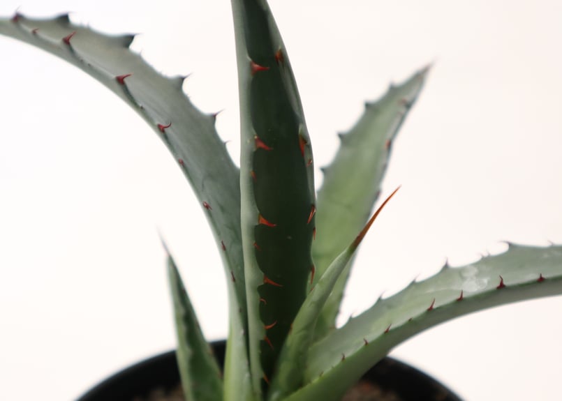 アガベ レオ no.3 | mana's farm:塊根植物・アガベ・ドライ