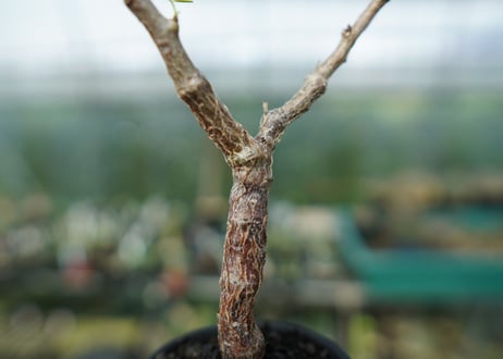 センナ　メリディオナリス　Senna meridionalis