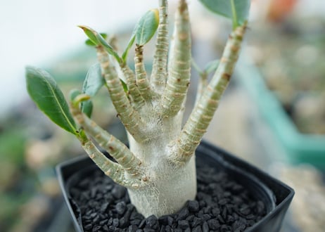 アデニウム　Adenium　No.3