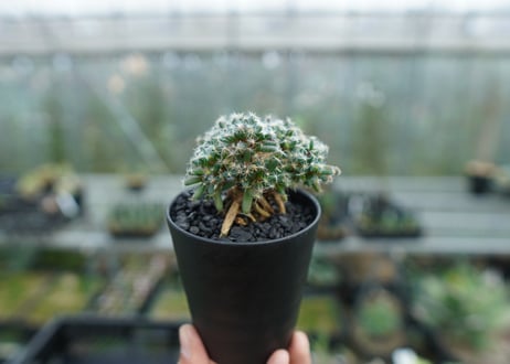 トリコディアデマ　デンサム　Trichodiadema densum  No.2