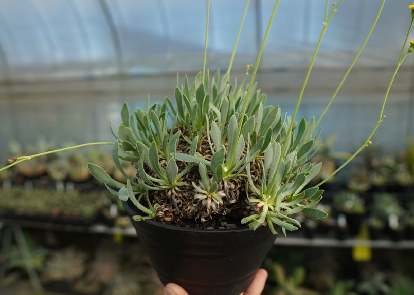 オトンナ レトロルサ Othonna retrorsa | mana's farm:塊根植物・