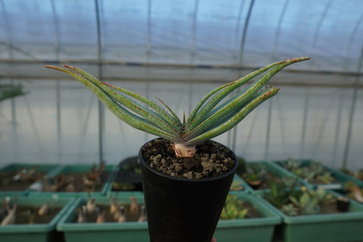 アロエ スプラフォリアータ Aloe suprafoliata | mana's farm:塊