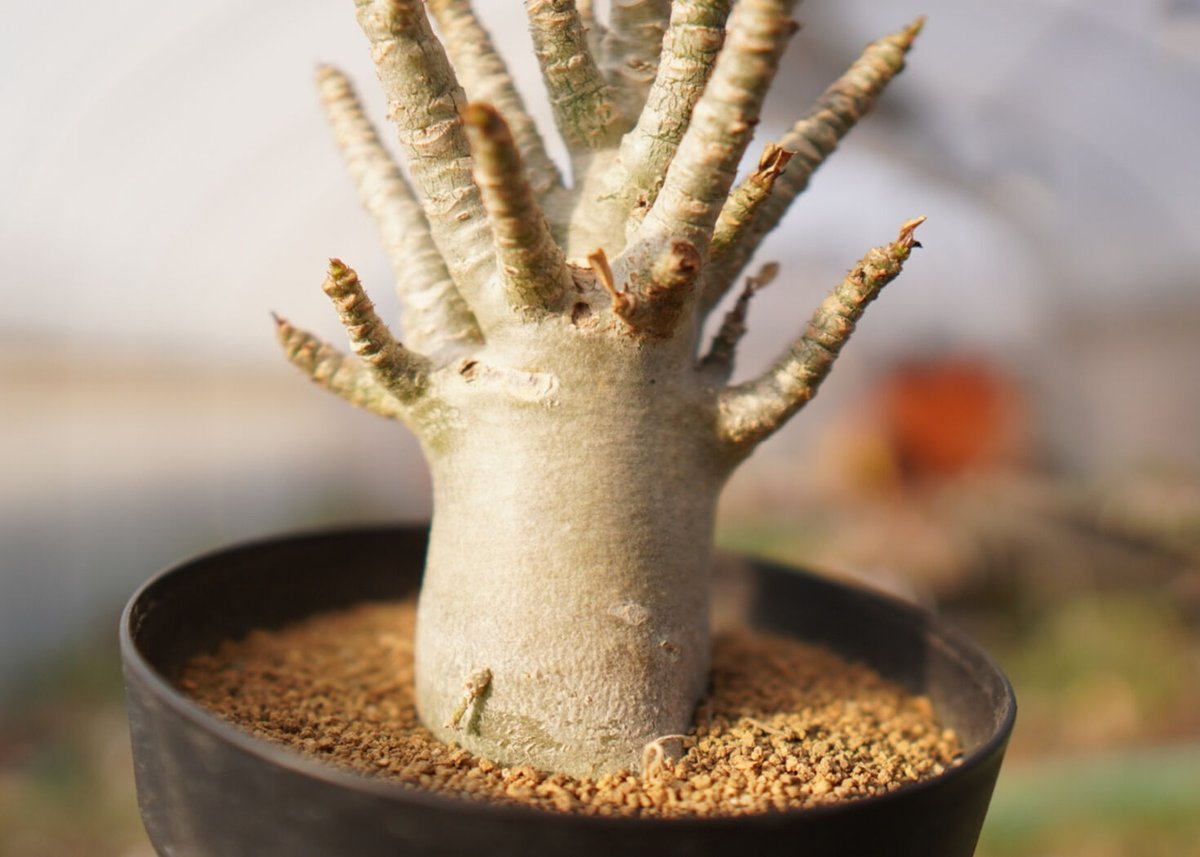 アデニウム アラビカム NO.6 | mana's farm:塊根植物・アガベ