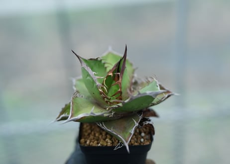 CATEGORY アガベ | mana's farm:塊根植物・アガベ・ドライガーデン植物