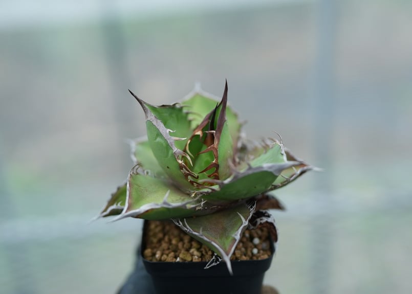 アガベ オテロイ 沖縄実生 No.6 [2026/02/12] | mana's farm: