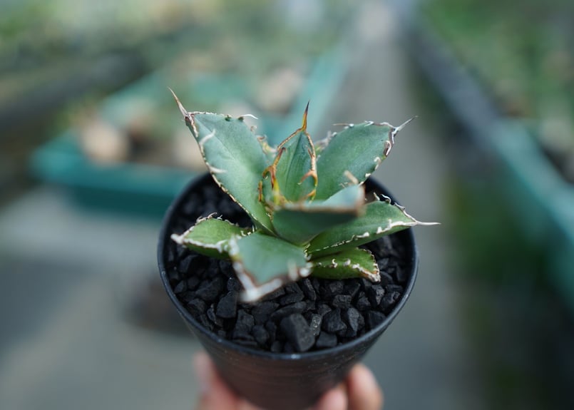 アガベ チタノタ FO-76 agave titanota FO-76 子株 No.2 |