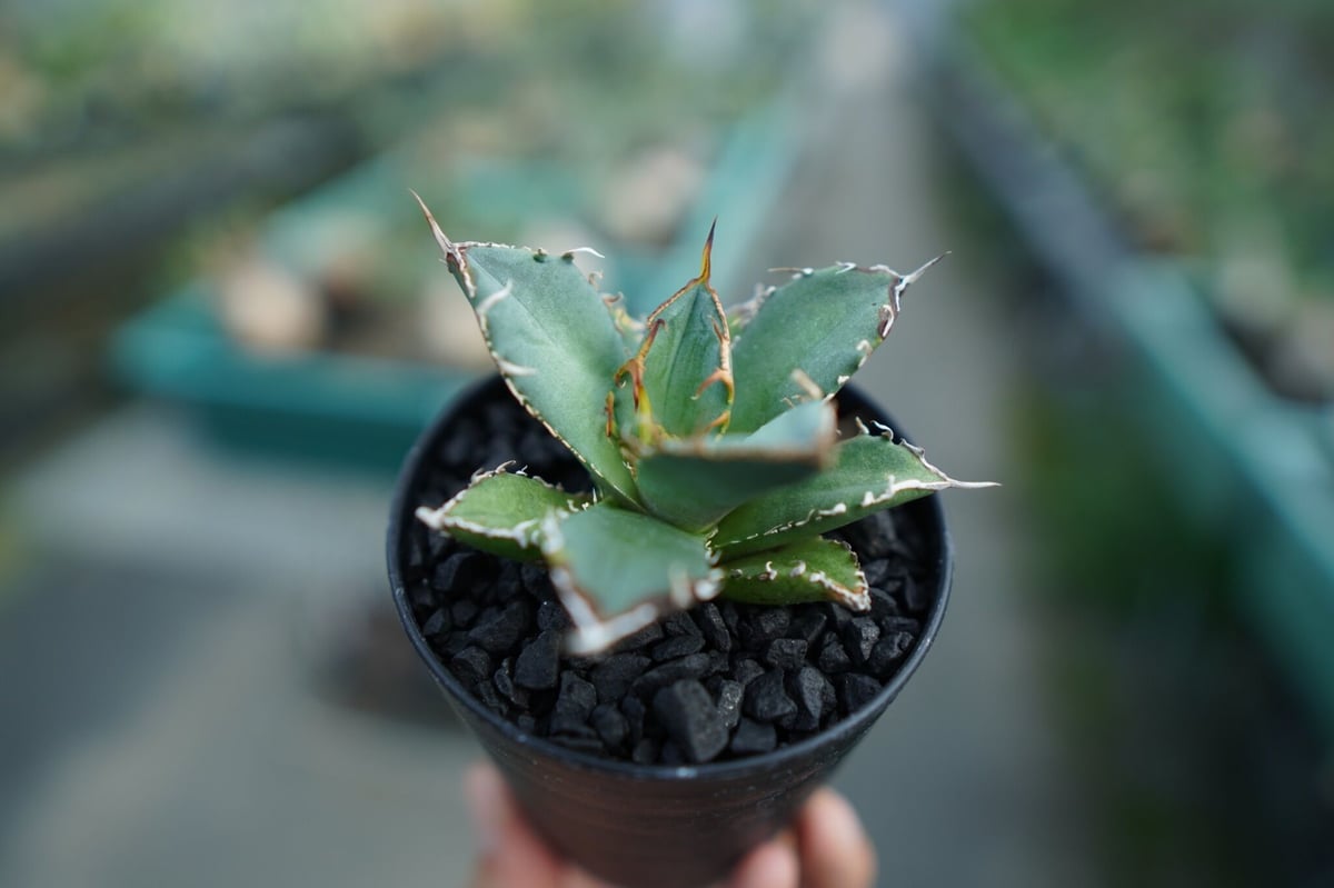 アガベ　チタノタ　子株 アガベ チタノタ FO-76 agave titanota FO-76 子株 No.2 |