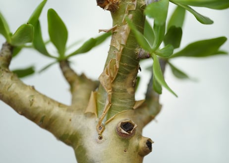Tylecodon paniculatus