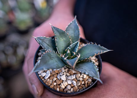 agave titanota　海王