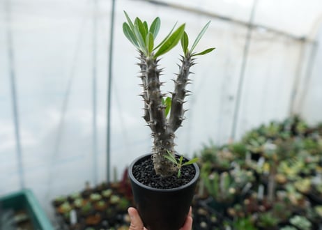 パキポディウム　デンシフローラム　Pachypodium densiflorum　No.6