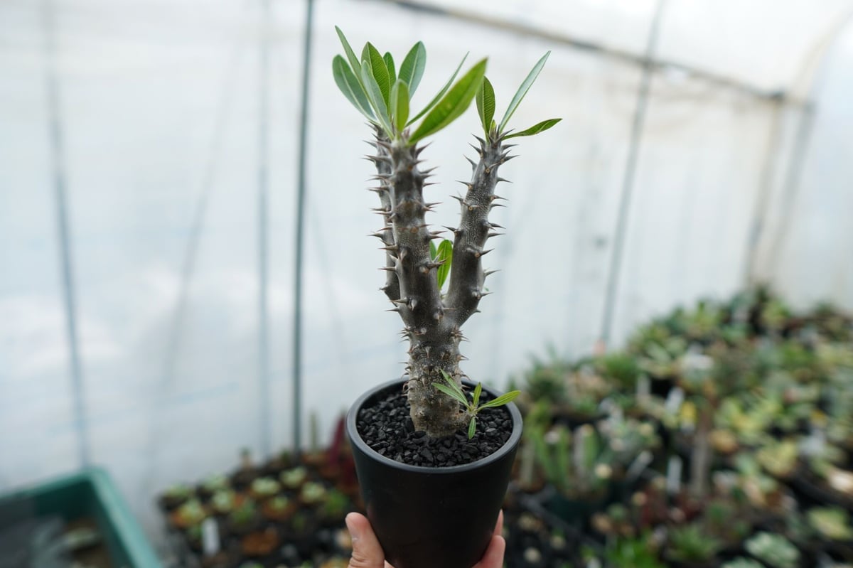 パキポディウム デンシフローラム Pachypodium densiflorum No.6 |...