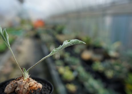 ペラルゴニウム　ビオリフロルム　Pelargonium violiflorum