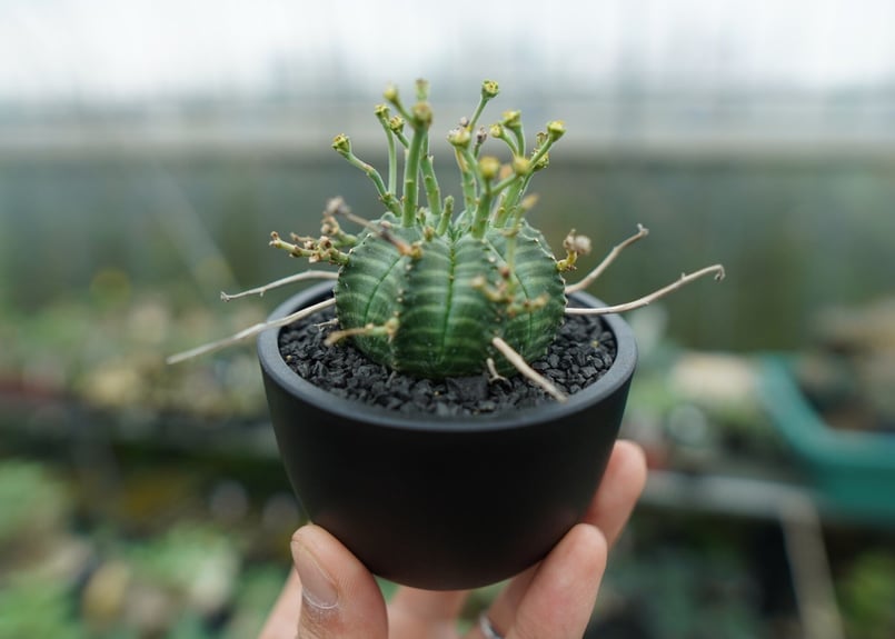 ユーフォルビア バリダ Euphorbia valida No.1 | mana's farm