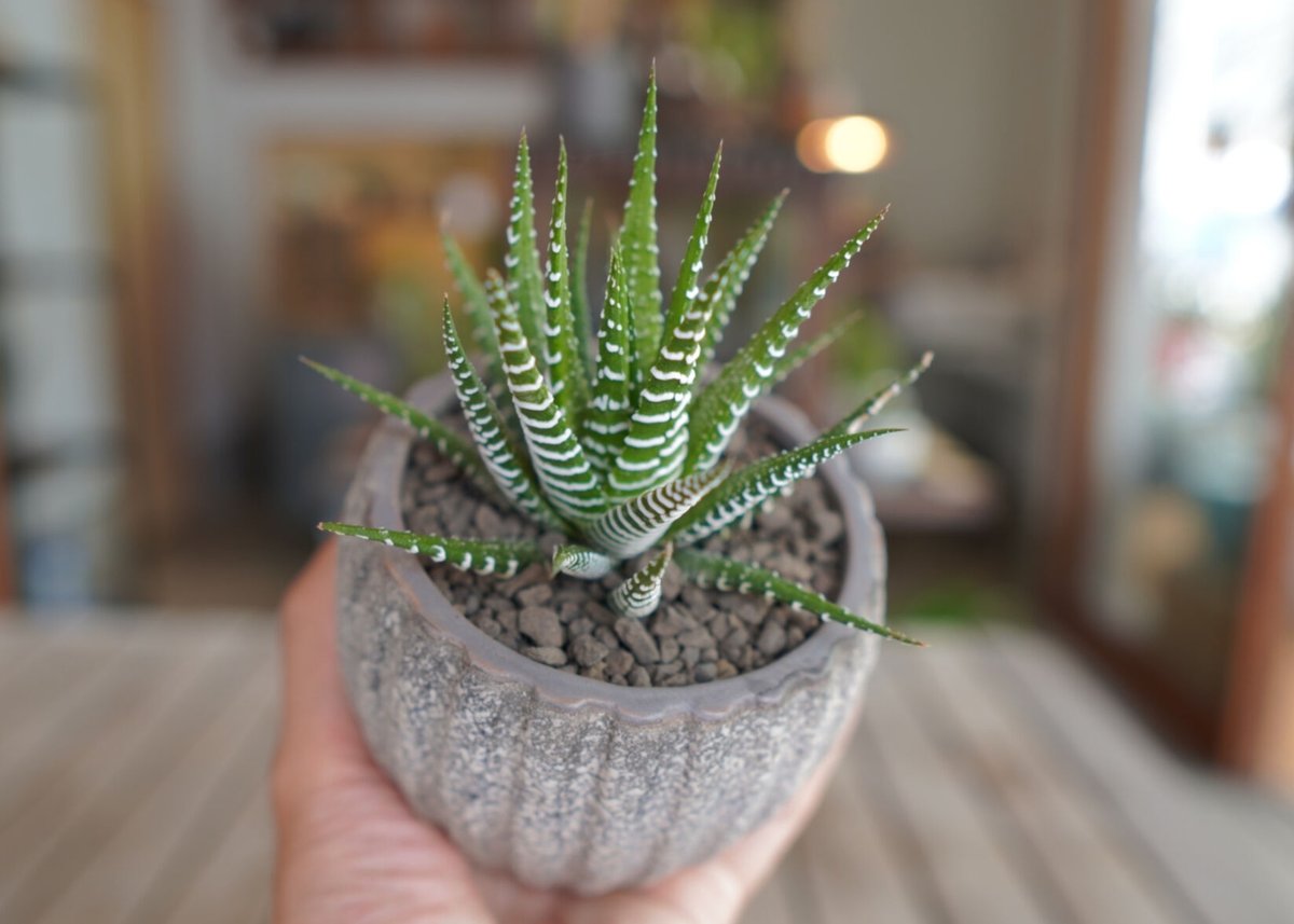 十二の巻 Haworthia fasciata | mana's farm:塊根植物・アガベ・