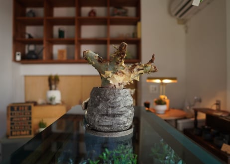 コミフォラ カタフ ターカネンシス 　Commiphora kataf ver.turkanensis