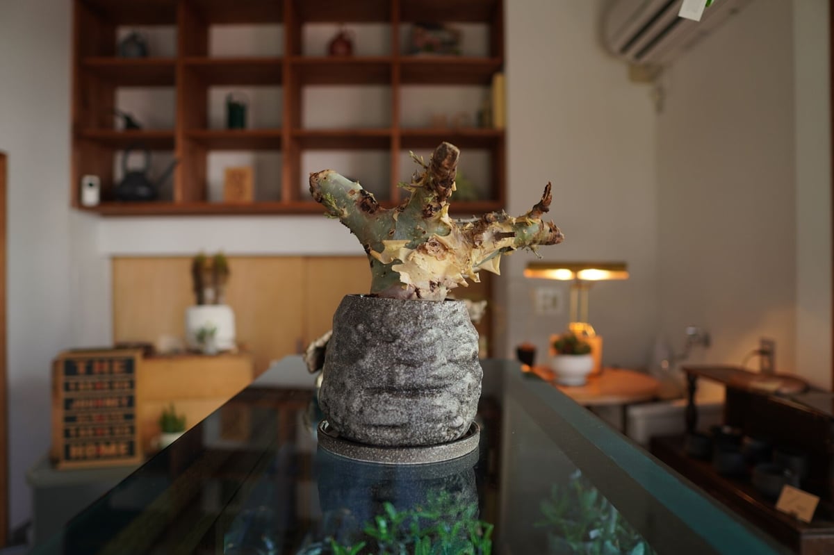 コミフォラ カタフ ターカネンシス Commiphora kataf ver.turkane