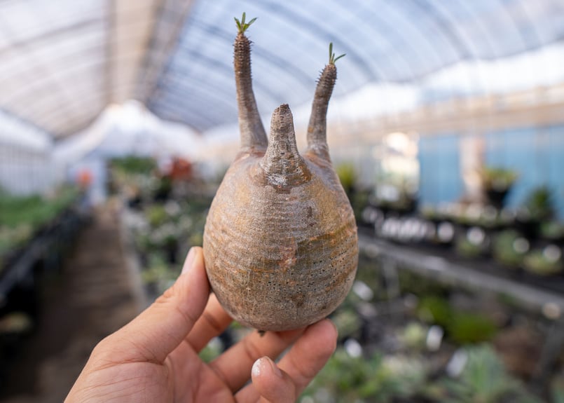 発根済み グラキリス 塊根 パキポディウム グラキ 抜苗 パキポディウム グラキリス 抜き苗 9/30まで限定！ | mana's farm:塊根