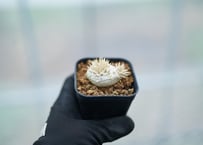 パキポディウム　レウコキサンツム　沖縄実生　No.5