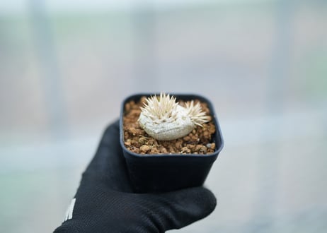 パキポディウム　レウコキサンツム　沖縄実生　No.5