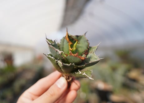 agave titanota FO-76  No.14
