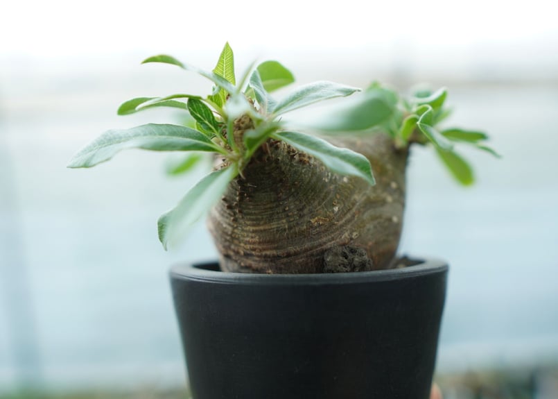 パキポディウム マカイエンセ 3頭 赤肌 コーデックス：パキポディウム マカイエンセ ミニ*塊根幅1.2cm