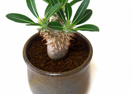 Pachypodium rosulatum   パキポディウム　ロスラーツム  №１