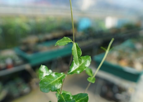 フォッケア　エデュリス　”火星人”　Fockea edulis  No.4