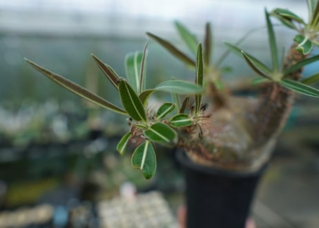パキポディウム　グラキリス　Pachypodium gracilius　No.2