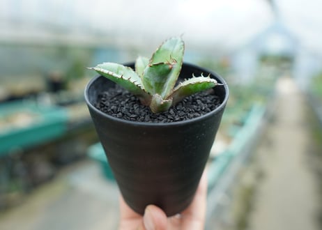 アガベ　チタノタ　 ブラックアンドブルー 　Agave titanota black and blue　No.2
