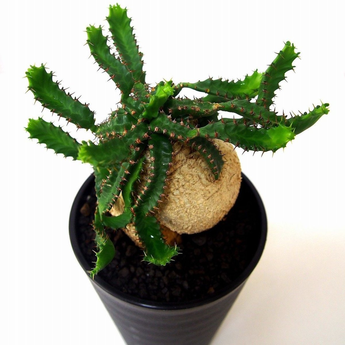 ユーフォルビア ステラータ 飛竜 Euphorbia stellata №2 | mana