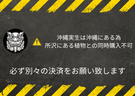 パキポディウム　サキュレンタム　沖縄実生