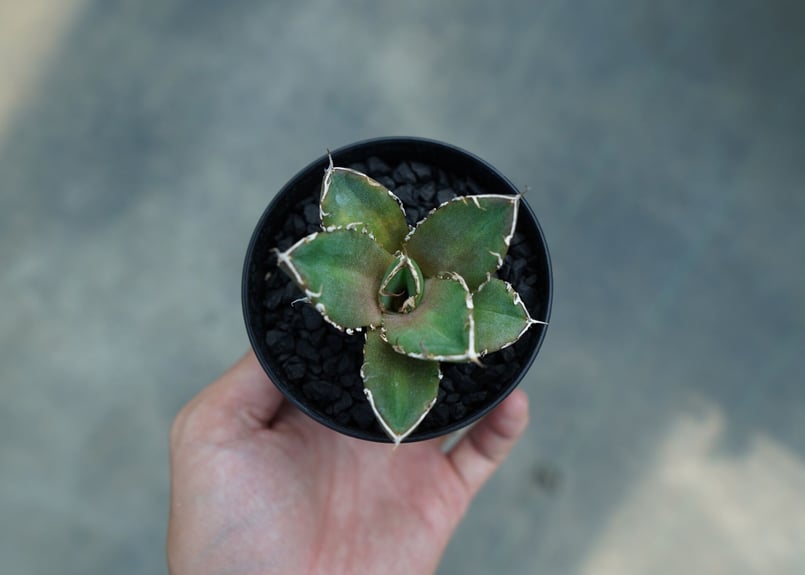アガベ チタノタ 鬼爪雪峰 Agave titanota “Onitsume Yukimin