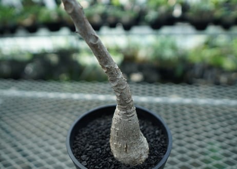 フィランサス　ミラビリス　Phyllanthus mirabilis
