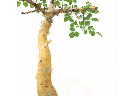 Commiphora kataf　 コミフォラ　カタフ