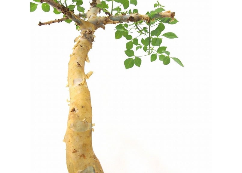 Commiphora kataf コミフォラ カタフ | mana's green:塊根植物 Commiphora kataf コミフォラ カタフ | mana's green:塊根植物