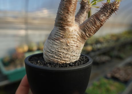 パキポディウム　グラキリス　 Pachypodium Gracilius  No.7