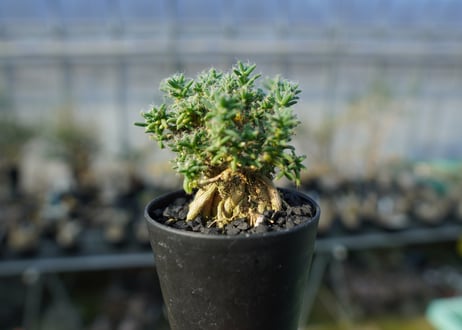 トリコディアデマ ステラツム　Trichodiadema stellatum  No.2