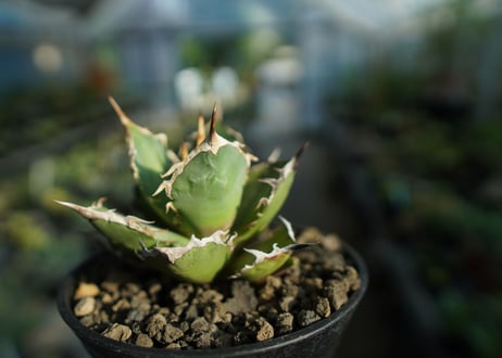 アガベ　チタノタ　FO-76　agave titanota  FO-76  No.8