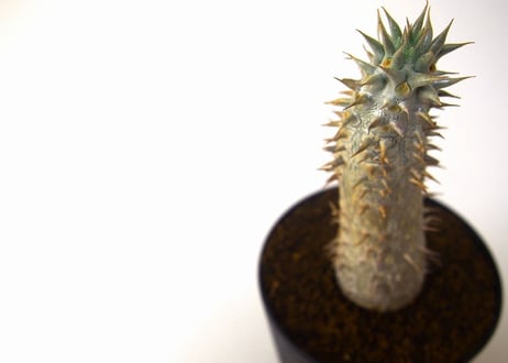 パキポディウム ホロンベンセ　 Pachypodium rosulatum var. horombense