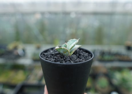 アガベ　チタノタ　ホワイトアイス 　agave titanota whiteice