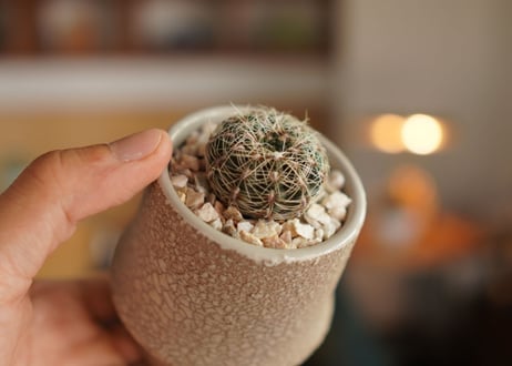 ギムノカリキウム 羅星丸 Gymnocalycium bruchii