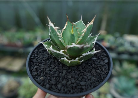 アガベ　チタノタ　FO-76　agave titanota  FO-76　No.4