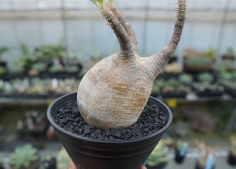 パキポディウム　グラキリス　 Pachypodium Gracilius  No.4