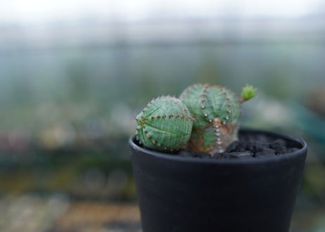 ユーフォルビア　オベサブロー　Euphorbia ObesaBlow No.2
