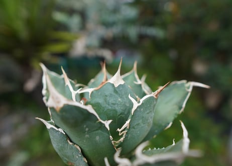 Agave titanota 白鯨 B NO.6