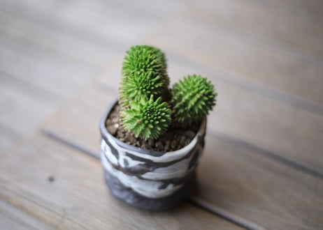 ユーフォルビア　スザンナエ　Euphorbia susannae