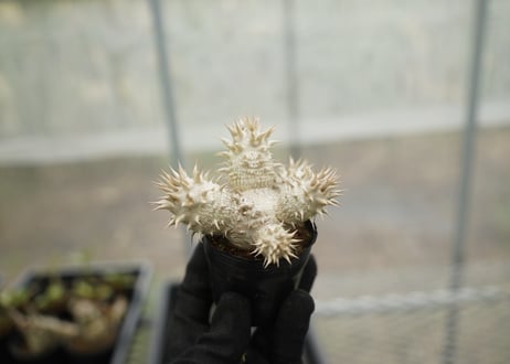 CATEGORY 🌵mana's greenの商品ページ | mana's farm:塊根植物