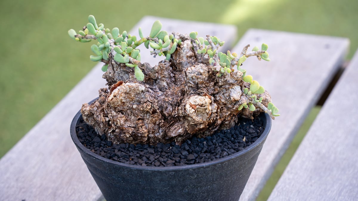 【枝振り良好　現地株】ケラリアピグマ 枝振り良好 現地株】ケラリアピグマ 枝振り良好 現地株】ケラリアピグマ