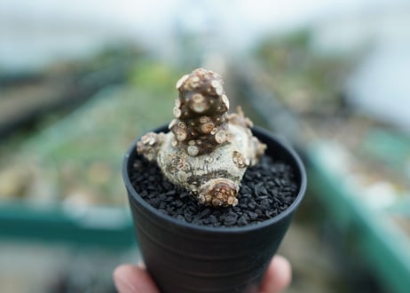 ドルステニア フォエチダ Dorstenia foetida　No.3